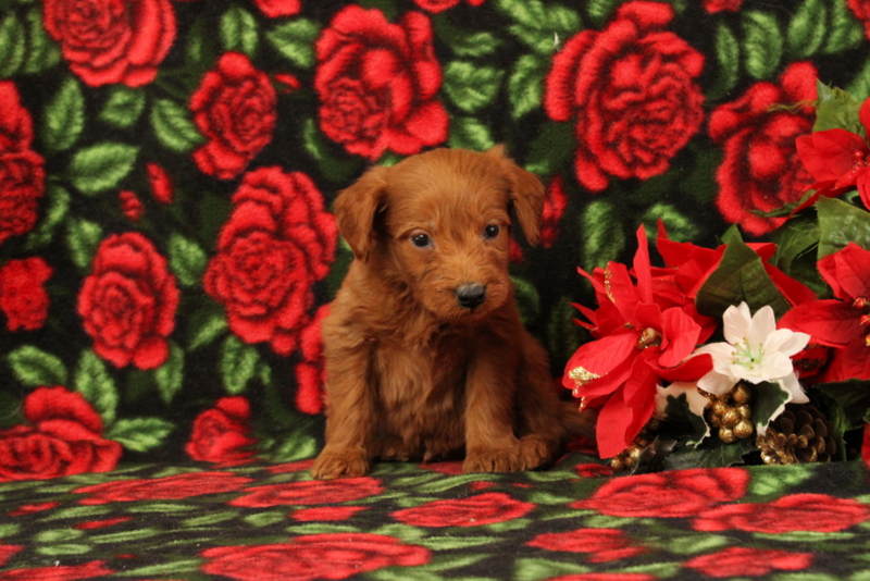 puppy, for, sale, Mini Goldendoodle F1, Matthew B. Stoltzfus, dog, breeder, Gap, PA, dog-breeder, puppy-for-sale, forsale, nearby, find, puppyfind, locator, puppylocator, aca